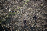 les chasseurs en Belgique